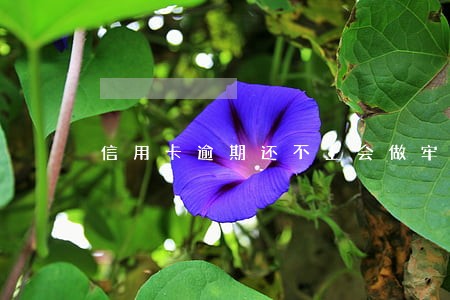 信用卡逾期还不上会做牢吗 信用卡逾期还不上会做牢吗