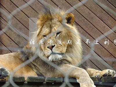 信用卡逾期还不上利息还有增长么 信用卡逾期还不上利息还有增长么