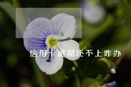 信用卡逾期还不上咋办 信用卡逾期还不上咋办