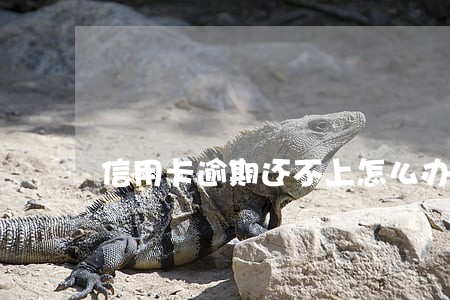 信用卡逾期还不上怎么办不用了 信用卡逾期还不上怎么办不用了