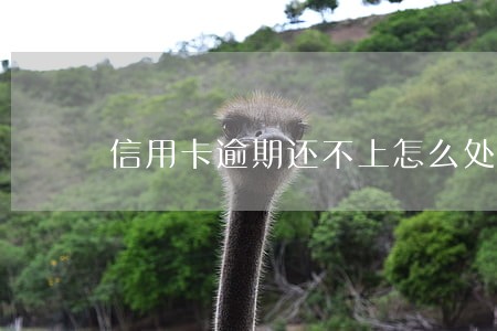 信用卡逾期还不上怎么处理方法