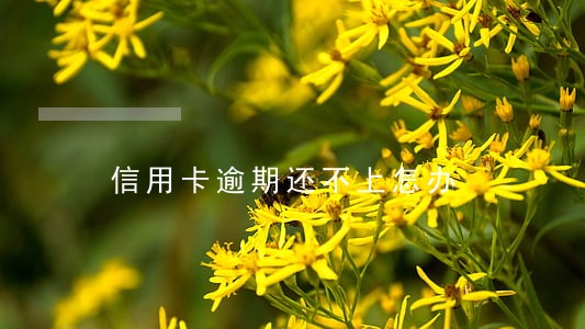信用卡逾期还不上怎办 信用卡逾期还不上怎办