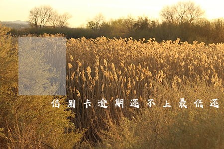 信用卡逾期还不上最低还款额