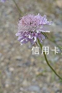 信用卡逾期还不上有啥妙招