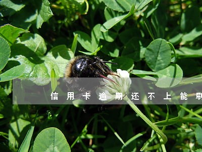 信用卡逾期还不上能刷吗 信用卡逾期还不上能刷吗