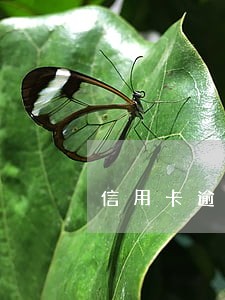 信用卡逾期还不上被银行催款怎么办 信用卡逾期还不上被银行催款怎么办