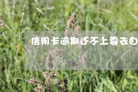 信用卡逾期还不上要去自首吗 信用卡逾期还不上要去自首吗