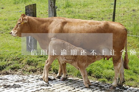 信用卡逾期还不上让全额还款 信用卡逾期还不上让全额还款