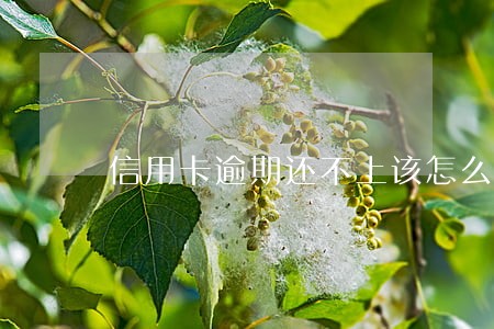 信用卡逾期还不上该怎么协商