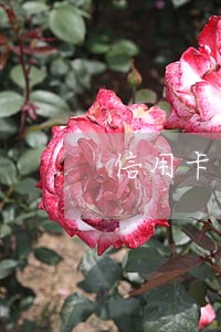 信用卡逾期还不上还可以分期吗