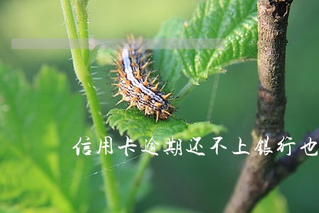 信用卡逾期还不上银行也不给协商怎么办 信用卡逾期还不上银行也不给协商怎么办