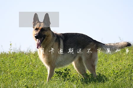 信用卡逾期还不了属刑事责任吗 信用卡逾期还不了属刑事责任吗