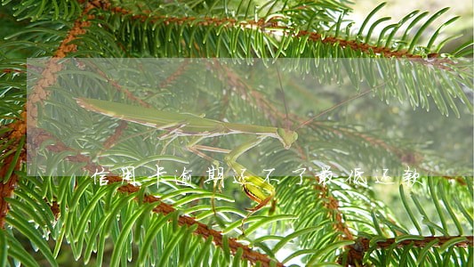 信用卡逾期还不了最低还款 信用卡逾期还不了最低还款