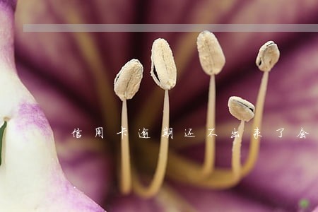 信用卡逾期还不出来了会坐牢吗 信用卡逾期还不出来了会坐牢吗
