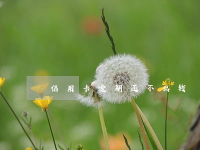 信用卡逾期还不出钱