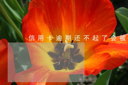 信用卡逾期还不起了会被拘留吗 信用卡逾期还不起了会被拘留吗