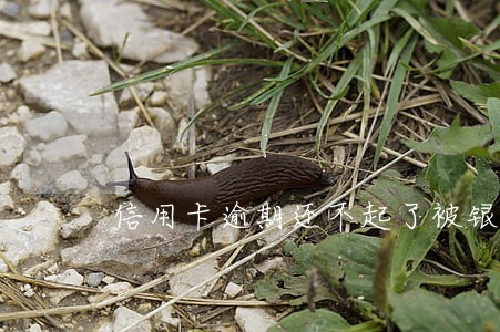 信用卡逾期还不起了被银行起诉 信用卡逾期还不起了被银行起诉