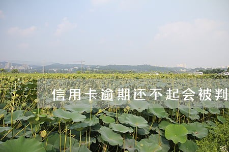 信用卡逾期还不起会被判刑吗 信用卡逾期还不起会被判刑吗