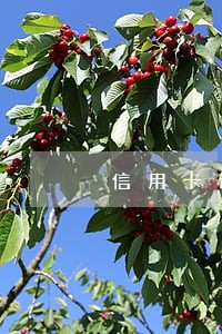 信用卡逾期还不起可以打人吗 信用卡逾期还不起可以打人吗