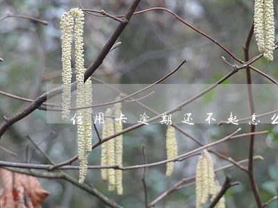 信用卡逾期还不起怎么做 信用卡逾期还不起怎么做