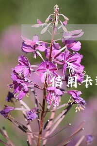 信用卡逾期还不起怎么办上海 信用卡逾期还不起怎么办上海