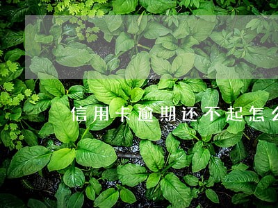 信用卡逾期还不起怎么办有案底