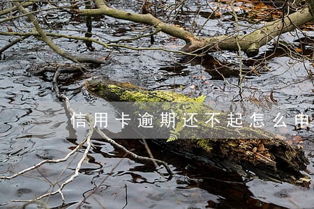 信用卡逾期还不起怎么申请分期 信用卡逾期还不起怎么申请分期