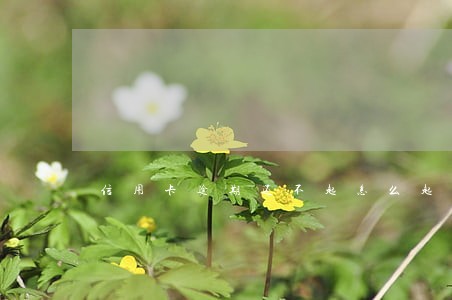 信用卡逾期还不起怎么起诉银行 信用卡逾期还不起怎么起诉银行