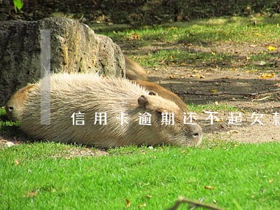 信用卡逾期还不起欠款 信用卡逾期还不起欠款