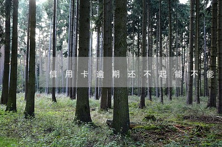 信用卡逾期还不起能不能慢慢