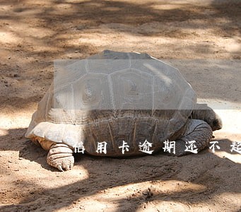 信用卡逾期还不起还要利息吗 信用卡逾期还不起还要利息吗