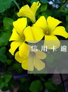 信用卡逾期还不进去钱了