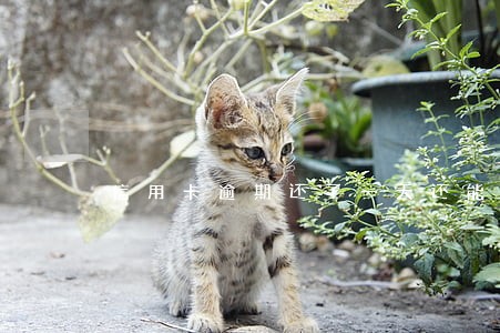 信用卡逾期还了一天还能用吗