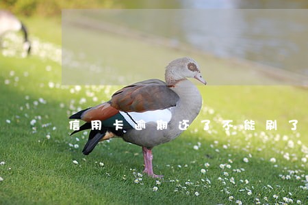 信用卡逾期还了不能刷了