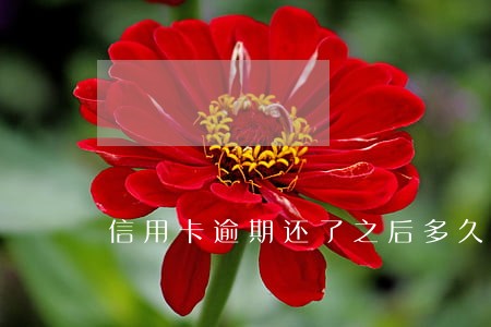 信用卡逾期还了之后多久恢复 信用卡逾期还了之后多久恢复