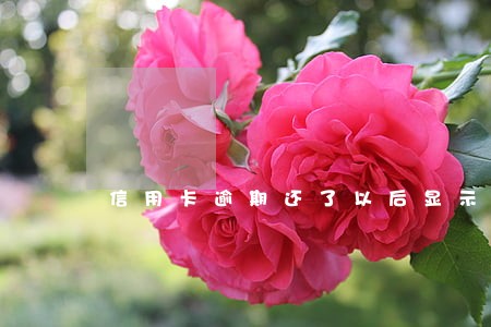 信用卡逾期还了以后显示异常 信用卡逾期还了以后显示异常
