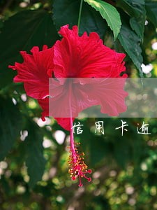 信用卡逾期还了咋还锁卡 信用卡逾期还了咋还锁卡