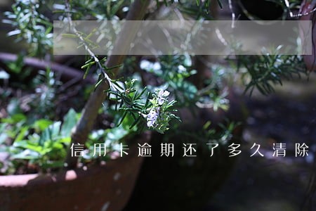 信用卡逾期还了多久清除记录 信用卡逾期还了多久清除记录