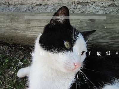 信用卡逾期还了最低可以