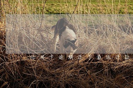 信用卡逾期还了最低还款可以吗 信用卡逾期还了最低还款可以吗