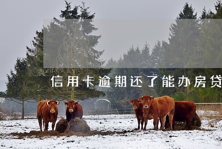 信用卡逾期还了能办房贷么 信用卡逾期还了能办房贷么