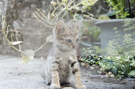 信用卡逾期还了被降额度
