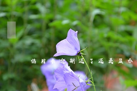 信用卡逾期还了还是显示逾期