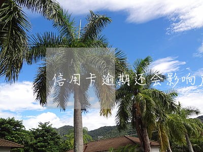 信用卡逾期还会影响后代 信用卡逾期还会影响后代