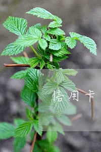 信用卡逾期还会每天涨利息吗