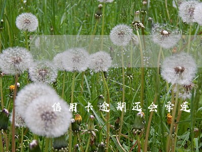 信用卡逾期还会牵连