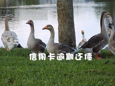 信用卡逾期还债 信用卡逾期还债