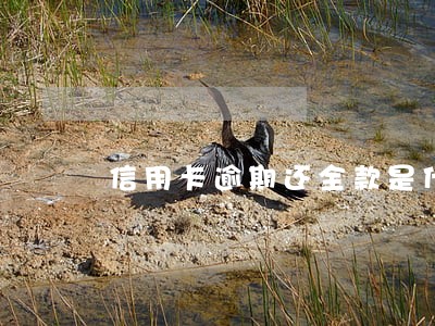 信用卡逾期还全款是什么意思 信用卡逾期还全款是什么意思