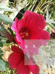 信用卡逾期还几年消除 信用卡逾期还几年消除