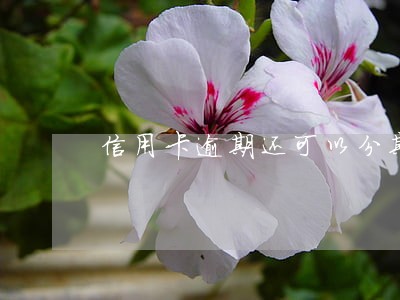 信用卡逾期还可以分期还吗